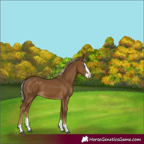 Horse Color:Chocolate Palomino Splash 