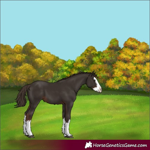 Horse Color:White Spotted Liver Chestnut Splash 
