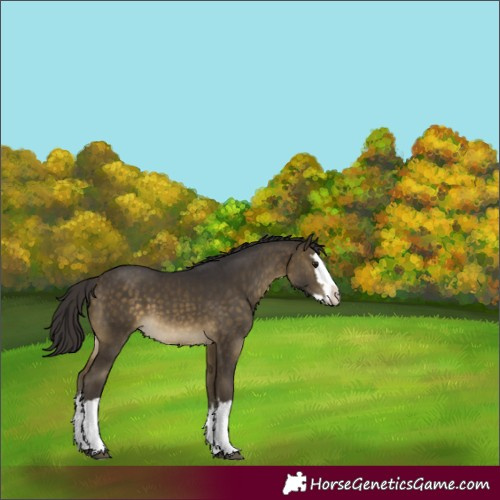 Horse Color:White Spotted Buckskin Splash 