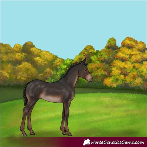 Horse Color:Liver Chestnut 