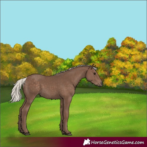 Horse Color:Silver Black Rabicano 
