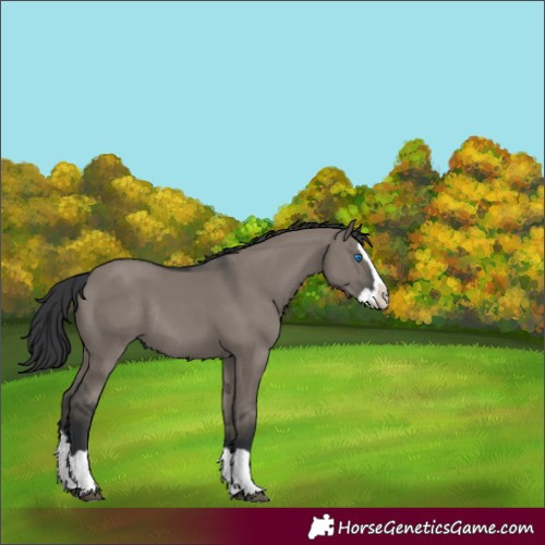 Horse Color:Grullo Splash Rabicano 