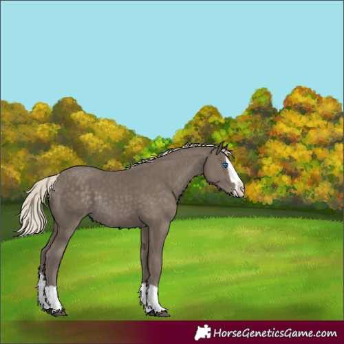 Horse Color:Silver Smoky Black Splash Rabicano 