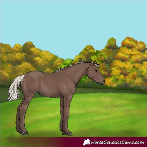 Horse Color:Silver Black Rabicano 