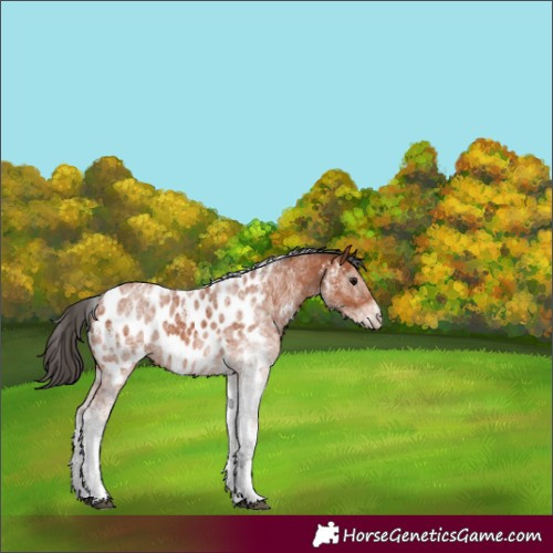 Horse Color:White Spotted Bay Near Leopard 