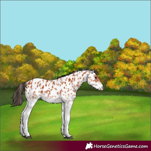 Horse Color:White Spotted Bay Near Leopard 
