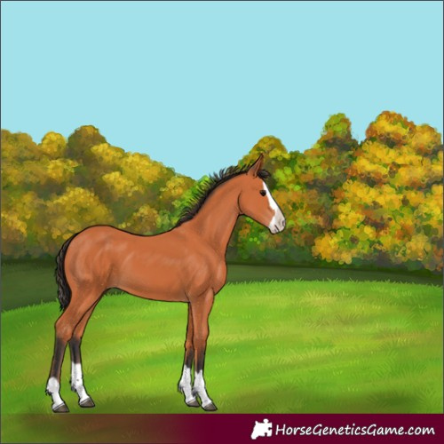 Horse Color:Bay Splash 