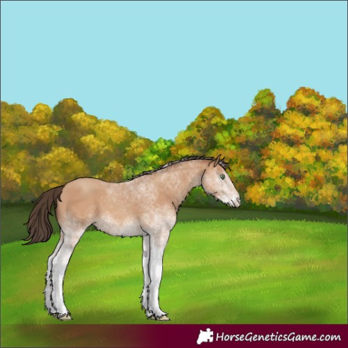 Horse Color:White Spotted Amber Champagne 