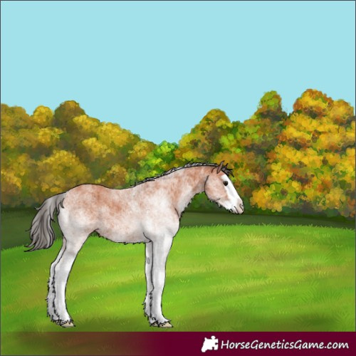 Horse Color:White Spotted Bay Splash 