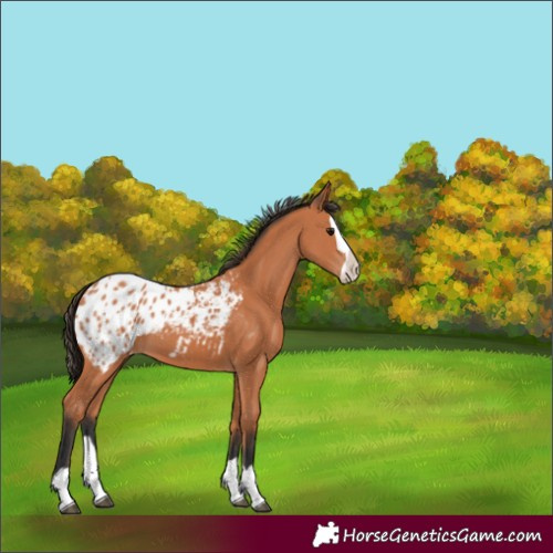 Horse Color:Bay Splash Appaloosa 