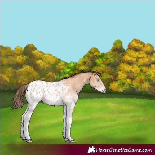 Horse Color:White Spotted Amber Champagne Appaloosa 