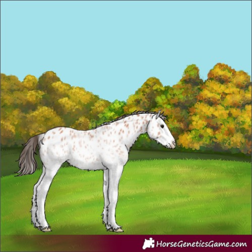 Horse Color:White Spotted Bay Splash Appaloosa 