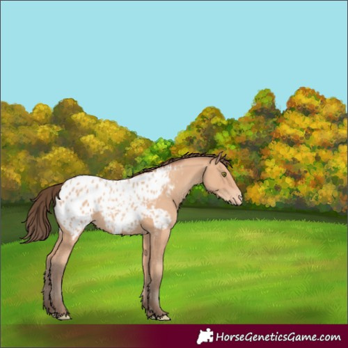 Horse Color:Amber Champagne Appaloosa 