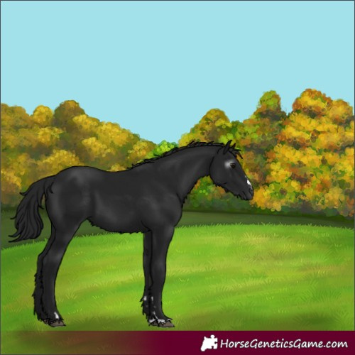 Horse Color:Gray Black 