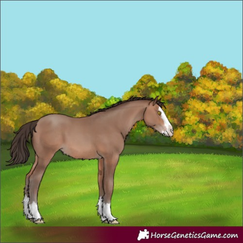Horse Color:Sable Champagne Splash 