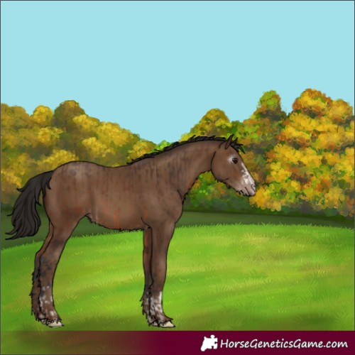 Horse Color:Brown  and Gray Classic Champagne 
