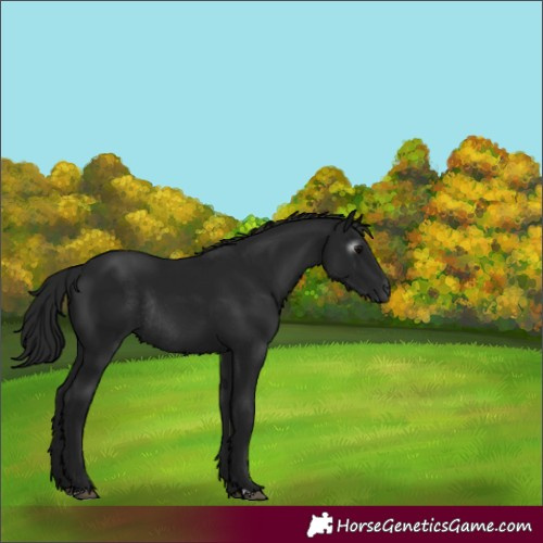 Horse Color:Gray Black Rabicano 