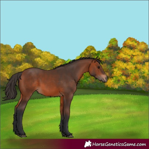 Horse Color:Bay 
