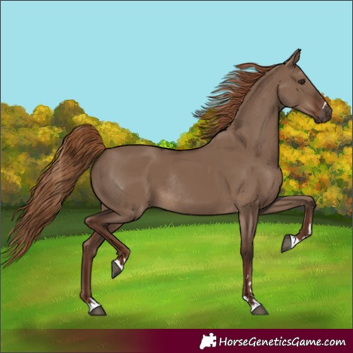 Horse Color:Liver Red Dun Rabicano 