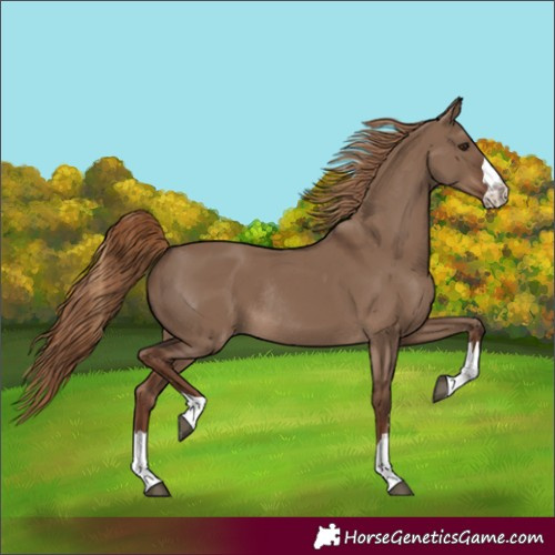 Horse Color:Unknown 