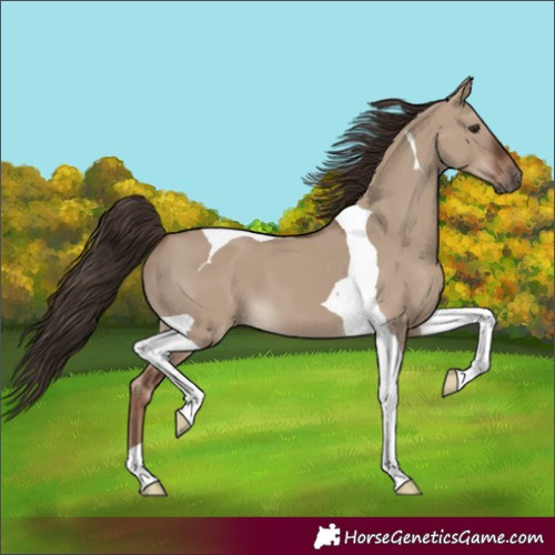Horse Color:Liver Red Dun Tobiano 
