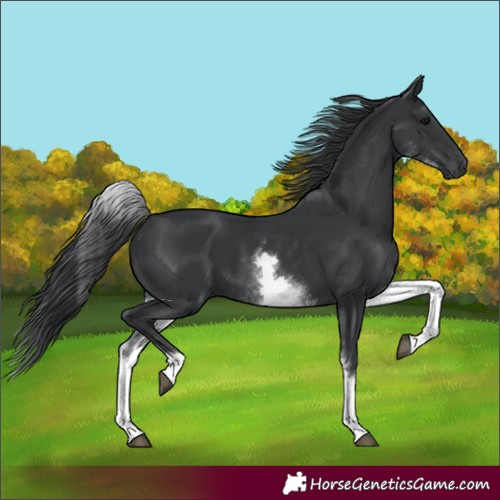 Horse Color:White Spotted Black 
