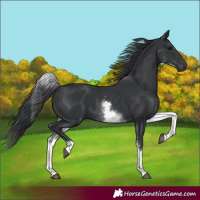 Horse Color:White Spotted Black