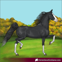 Horse Color:Black Splash