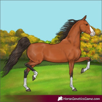 Horse Color:Bay Splash