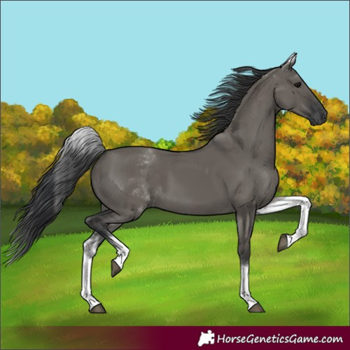 Horse Color:White Spotted Grullo Rabicano 
