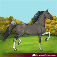 Horse Color:White Spotted Grullo Rabicano 