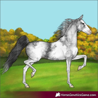 Horse Color:White Spotted Black Splash