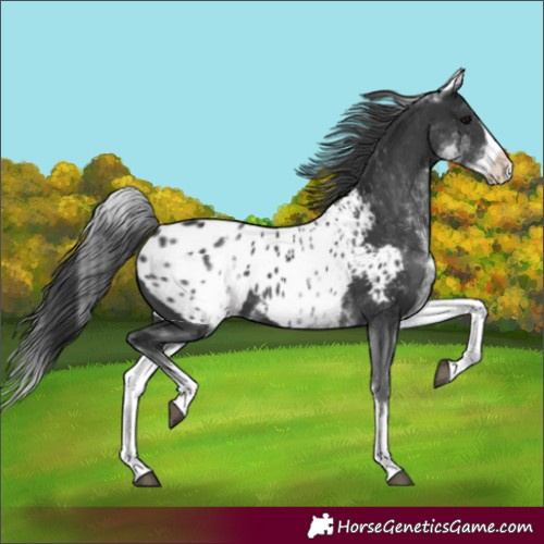 Horse Color:White Spotted Black Splash Blanket 