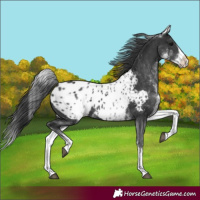 Horse Color:White Spotted Black Splash Blanket 