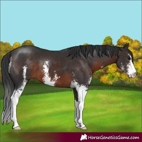 Horse Color:Brown Sabino 