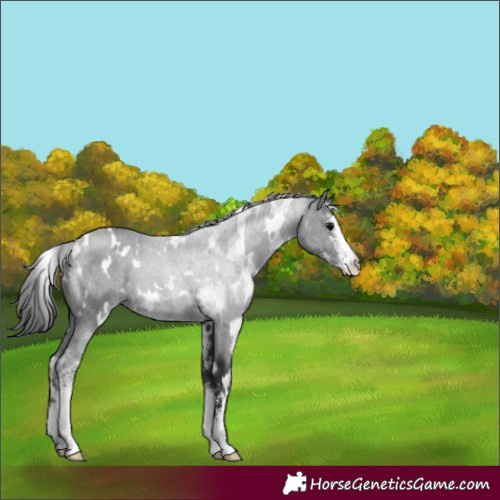 Horse Color:White Spotted Black Sabino 