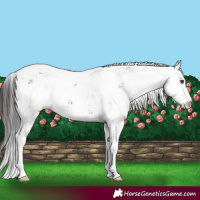Horse Color:Liver Chestnut Sabino