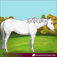 Horse Color:Liver Chestnut Sabino