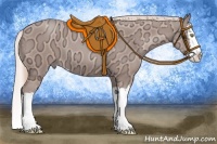 Horse Color:Gold Champagne Ice Sabino Splash 