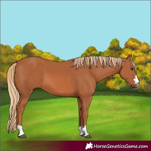 Horse Color:Chestnut 