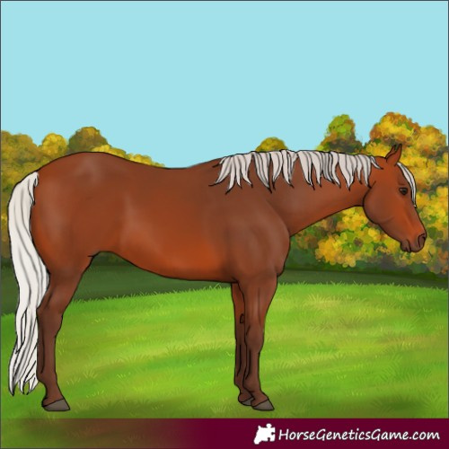 Horse Color:Silver Bay 