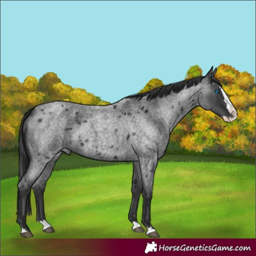 Horse Color:Blue Roan Splash 