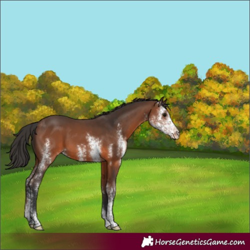 Horse Color:Brown Sabino 