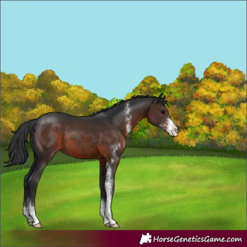 Horse Color:Brown Sabino 