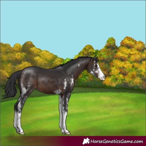 Horse Color:Brown Sabino 