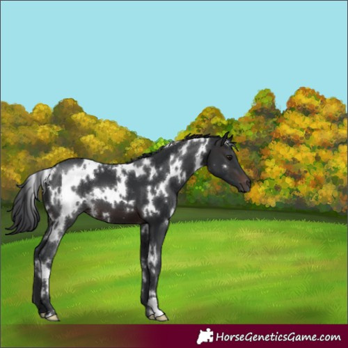 Horse Color:White Spotted Brown 