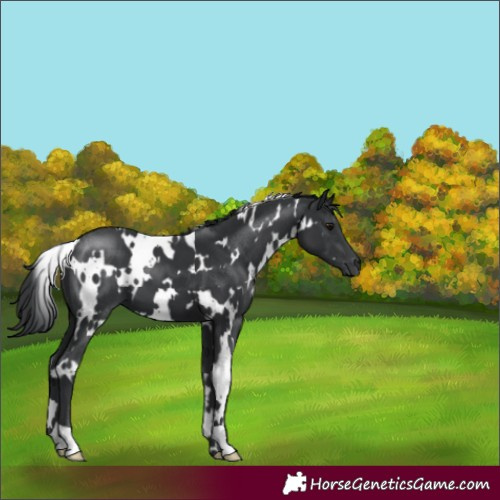 Horse Color:White Spotted Black 