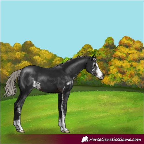 Horse Color:Gray Silver Brown Sabino 