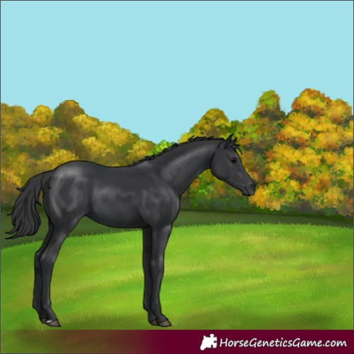 Horse Color:Black 