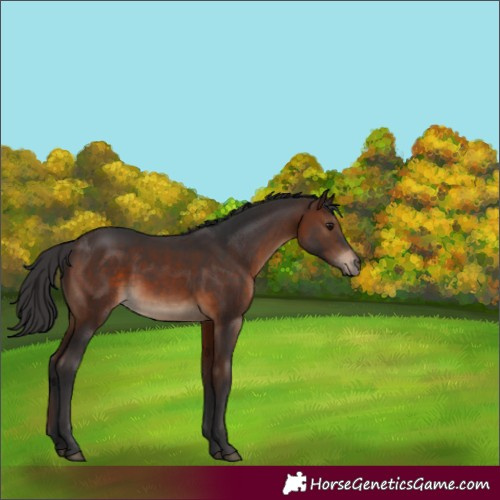 Horse Color:Brown Rabicano 